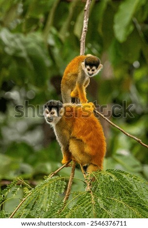 Squirrel monkey 6 baby learning from dad