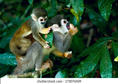 Squirrel Monkey In Amazon Rainforest