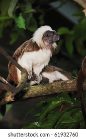 Squirrel monkey in a branch