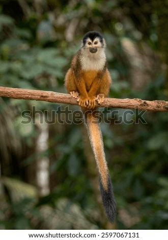 A squirrel monkey in Costa Rica 