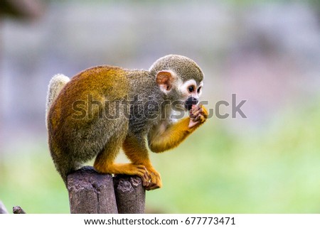 squirrel monkey eats 