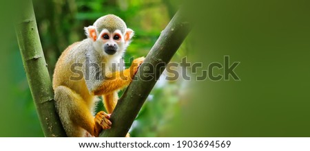 Squirrel Monkey foraging in the forest