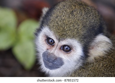 Squirrel Monkey From French Guyana