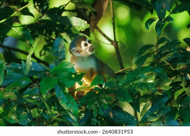 Squirrel Monkey, likely a Common or Central American species, perched upright on a tree branch amidst dense green foliage in a rainforest environment. Ecuador.