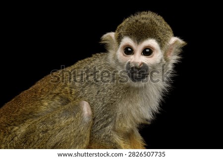 Squirrel monkey looking back over shoulder isolated on black background