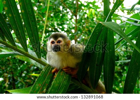 Squirrel monkey in Manuel Antonio National Park, Costa Rica