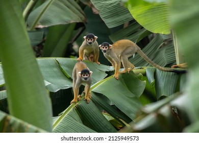 Squirrel Monkey In Peruvian Rainforest In Manu National Park