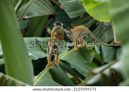 squirrel monkey in peruvian rainforest in manu national park
