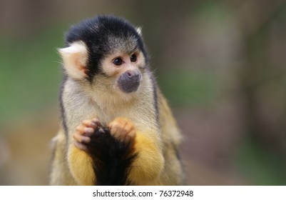 Squirrel monkey (Saimiri)