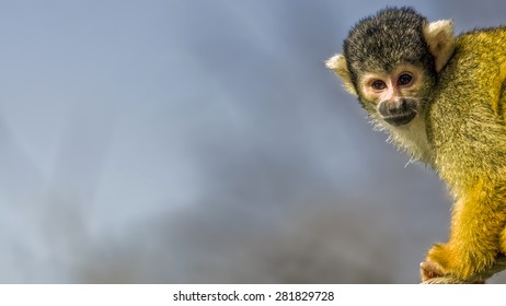 Squirrel Monkey (Saimiri Boliviensis)