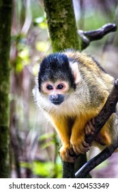 Squirrel Monkey (Saimiri Boliviensis)