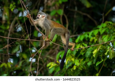 Saimiri の画像 写真素材 ベクター画像 Shutterstock