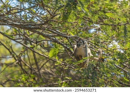 Squirrel Monkey (Saimiri) portrait in Amazon River rainforest canopy, Yasuni national park, Ecuador.