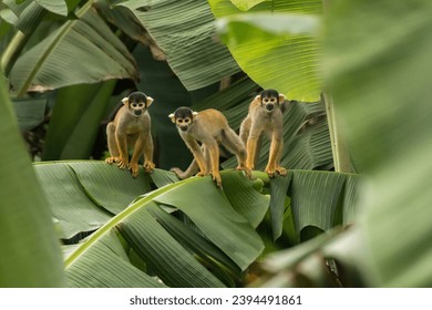 Squirrel Monkey (saimiri sciureus) family sitting on banana leaf in tambopata rainforest in peru