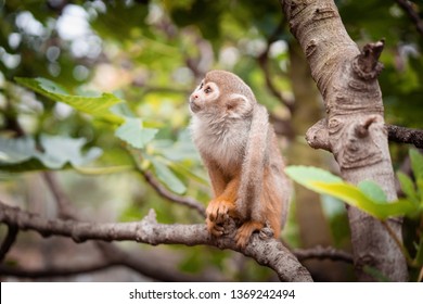 squirrel monkey (Saimiri sciureus) playing on a tree branch 
