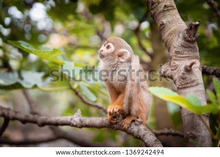 squirrel monkey (Saimiri sciureus) playing on a tree branch 