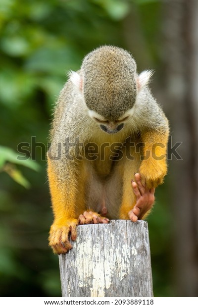 Squirrel monkey (Saimiri sciureus) in the Tapajos\
River, Amazon Rainforest,\
Brazil