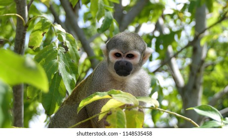 Squirrel Monkey, Saimiri Ustus, In A Tree