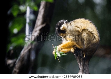 A squirrel monkey sitting on a branch and looking at green leaves in a zoo