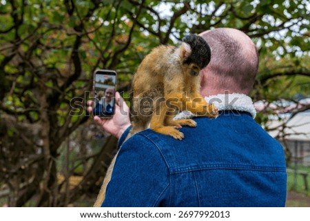 Squirrel Monkey Sitting on Man s Shoulder While He Takes a Photo Outdoors