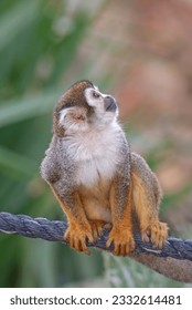 Squirrel monkey sitting on a rope looking up with Isolated background