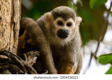 Squirrel monkey sitting on a tree