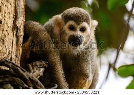 Squirrel monkey sitting on a tree