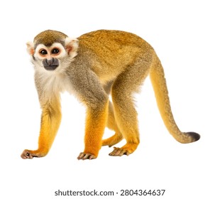 Squirrel monkey standing isolated on white background