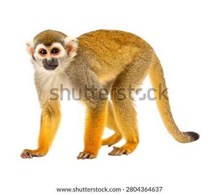 Squirrel monkey standing isolated on white background