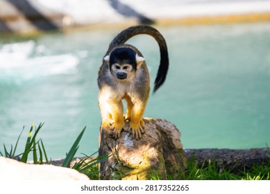A squirrel monkey stands on a rock by the water in a natural setting.