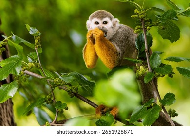 A squirrel monkey in a tree in the wild. Portrait of a small monkey sitting in the branches of a tree