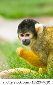 Squirrel Monkeys (Saimiri)