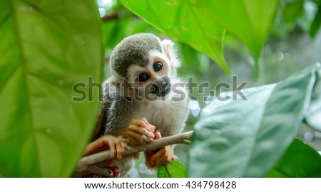 Squirrel monkeys (Saimiri sciureus) playing on a tree branch