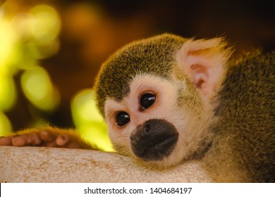 squirrel monkey.squirrel monkey sleeping on the floor.  