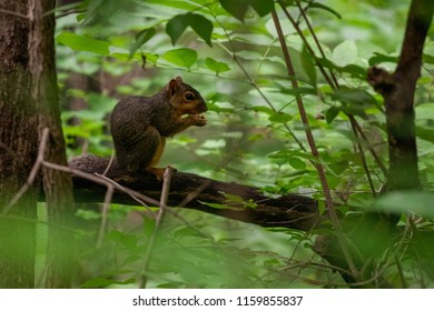 A Squirrel Munching On A Mid-afternoon Snack