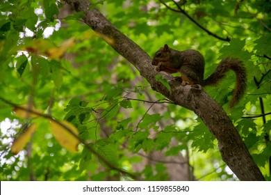 A Squirrel Munching On A Mid-afternoon Snack