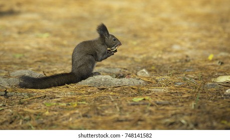 squirrel nami