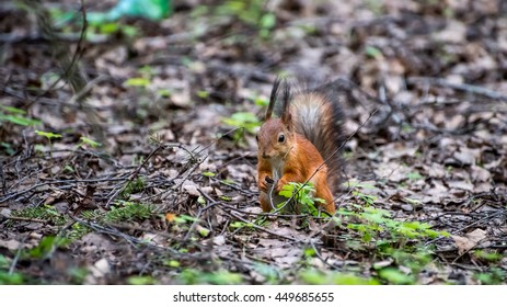 Squirrel in a native habitat