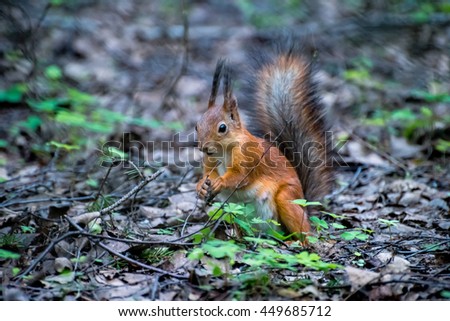 Similar – squirrels Environment