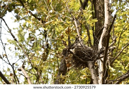 Squirrel Nest Up High in a Tree