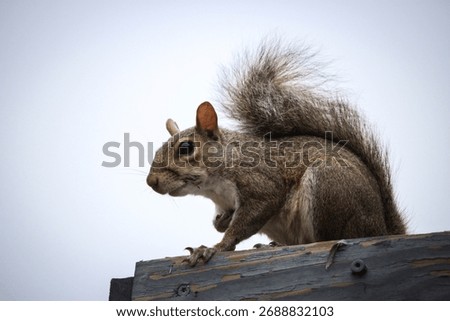 a squirrel in North Florida