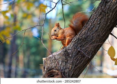 squirrel with nut