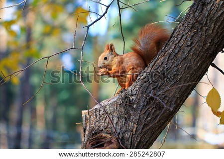 squirrel with nut