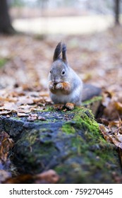 squirrel and nut on the stump