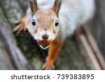 Squirrel with nut on a tree trunk a close up portrait. Sciurus vulgaris. Close up