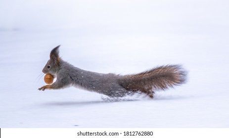 Squirrel with nut quickly runs through the white snow in winter forest. Eurasian red squirrel, Sciurus vulgaris