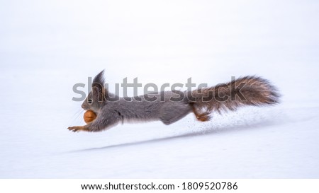 Squirrel with nut quickly runs through the white snow in winter forest. Eurasian red squirrel, Sciurus vulgaris