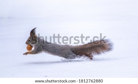 Squirrel with nut quickly runs through the white snow in winter forest. Eurasian red squirrel, Sciurus vulgaris