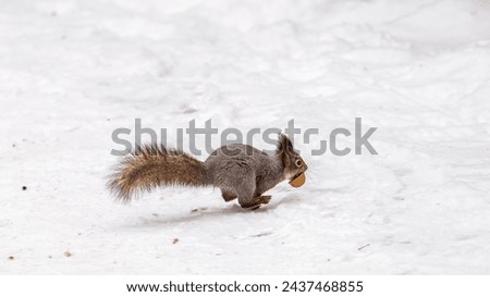 Squirrel with nut quickly runs through the white snow in winter forest. Eurasian red squirrel, Sciurus vulgaris