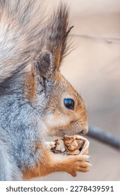 The squirrel with nut sits on a branches in the spring or summer. Portrait of the squirrel close-up. Eurasian red squirrel, Sciurus vulgaris